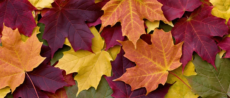 Dense layer of colorful maple leaves covering the ground in autumn