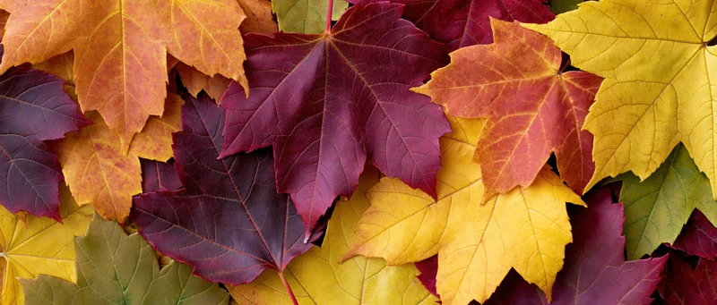 Densely layered maple leaves in autumn colors filling the frame