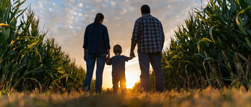 Family of three holding hands walking through a cornfield at sunset