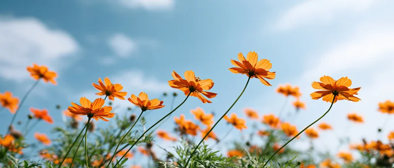 Orange cosmos flowers blooming in a field under a blue sky