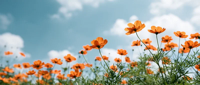 Orange cosmos flowers blooming in a field under a blue sky with scattered clouds, viewed from ground level