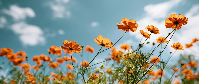 Orange cosmos flowers blooming in a field under a blue sky with scattered clouds