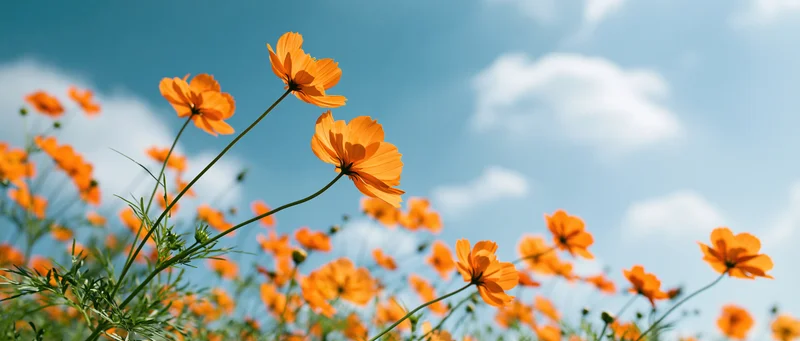Orange cosmos flowers blooming in a field under a blue sky with scattered clouds