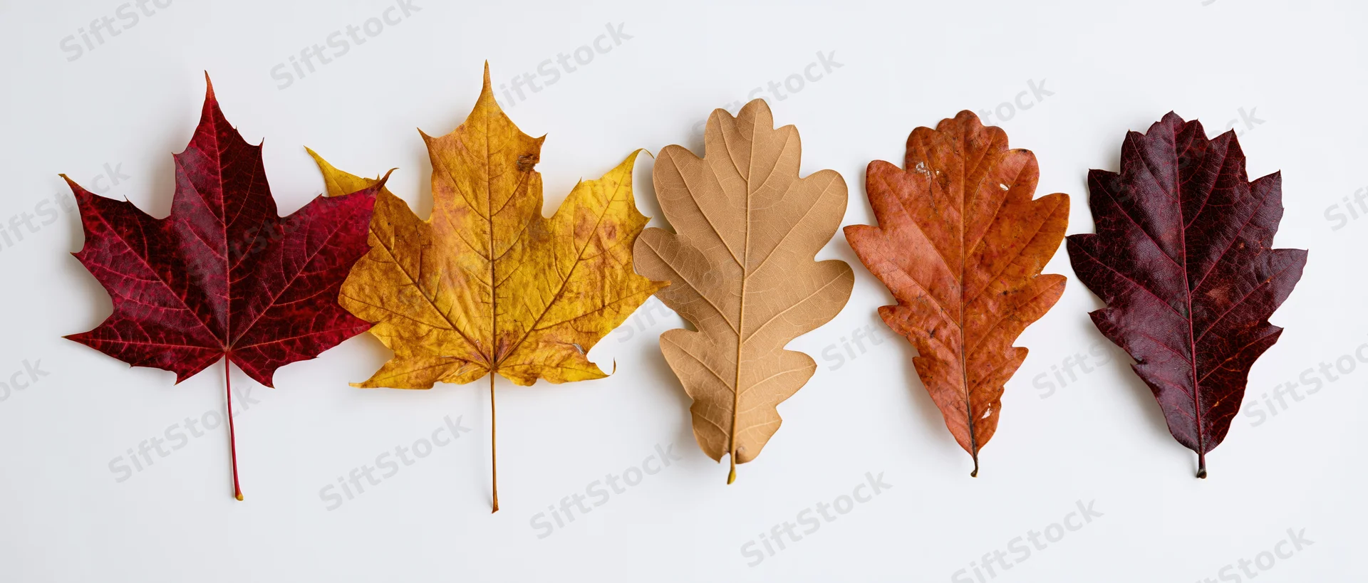 Five autumn leaves arranged in a horizontal row on a white background