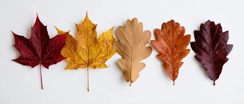 Five autumn leaves arranged in a horizontal row on a white background
