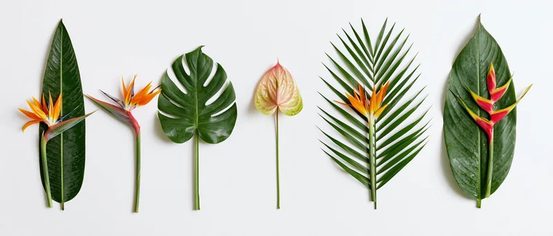 Five bird-of-paradise flowers and tropical leaves arranged in a row on white background
