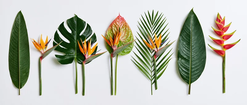 Tropical plants and flowers arranged in a flat lay on white background