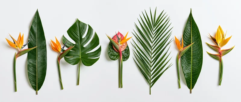 Bird-of-paradise flowers and tropical leaves arranged in a row on white background