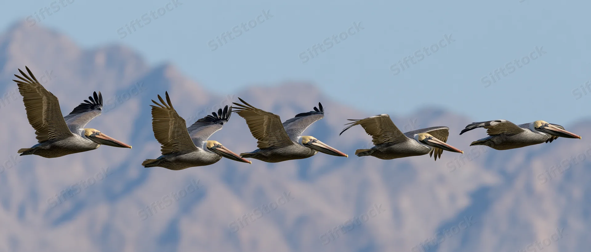 Five pelicans flying in formation with wings extended against a mountain backdrop