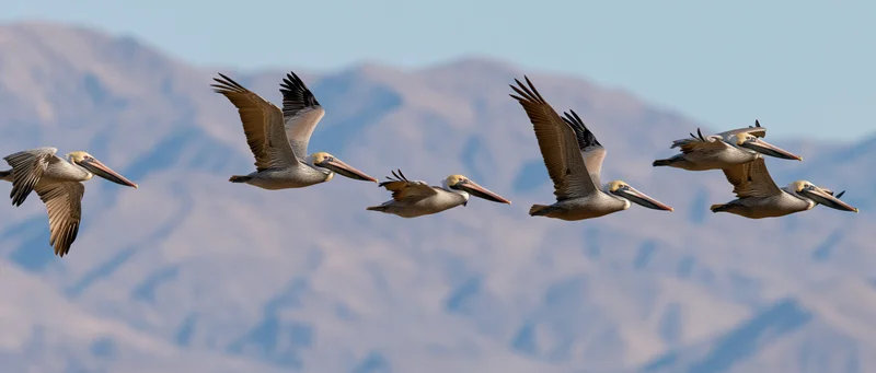 Five pelicans gliding in formation against a mountain backdrop