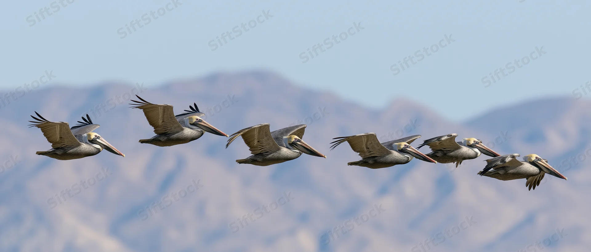 Flock of pelicans gliding in formation over mountainous landscape