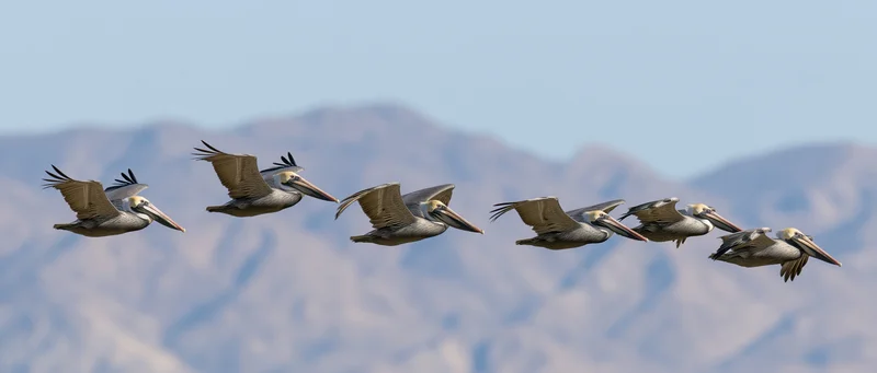 Flock of pelicans gliding in formation over mountainous landscape