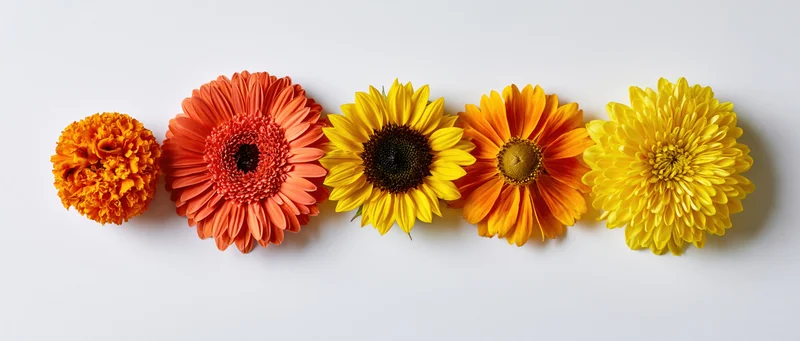 Five cut flowers arranged in a horizontal row on a white background