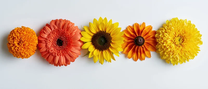 Five cut flowers arranged in a horizontal row on a white surface