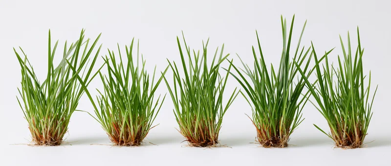 Five grass clumps arranged in a row on a white background