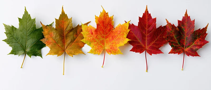Five maple leaves arranged in a horizontal row on a white background showing color transition from green to red