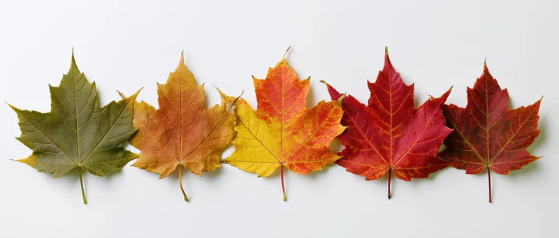 Five maple leaves arranged in a horizontal row on a white background showing color transition from green to red
