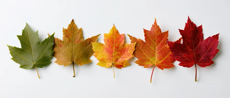 Five maple leaves arranged in a horizontal row on a white surface showing color transition from green to red