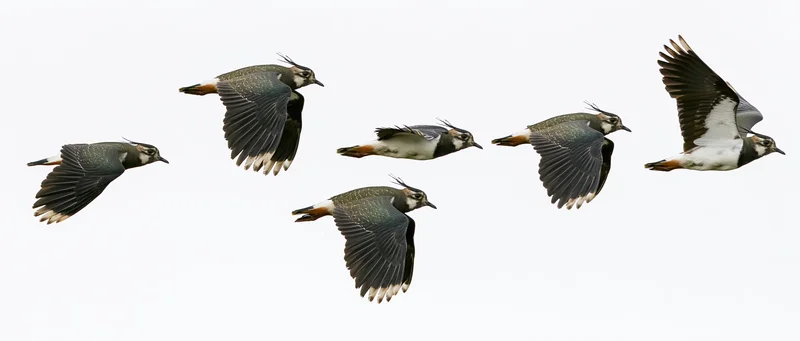 Northern lapwings in mid-flight sequence against white background