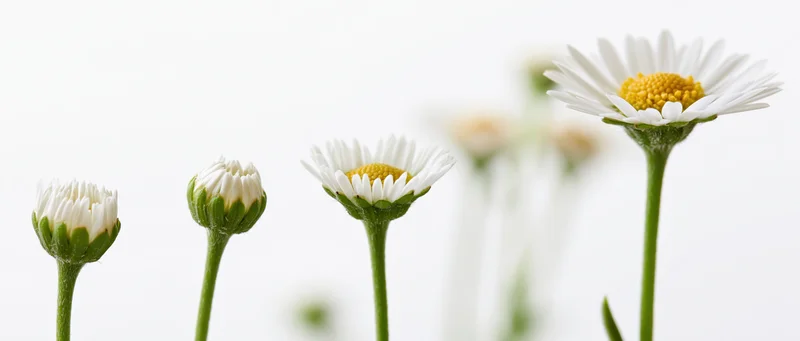 Daisy flowers at five stages of bloom from closed bud to full open on white background