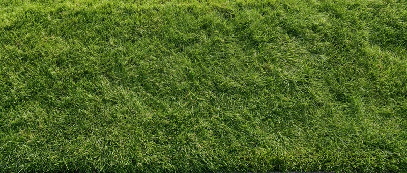 Closeup of lush green grass covering a flat outdoor surface