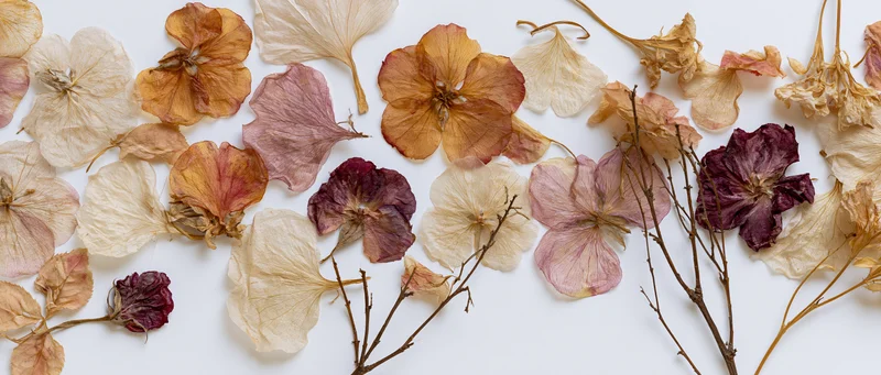 Pressed dried flowers arranged in flat lay on white surface