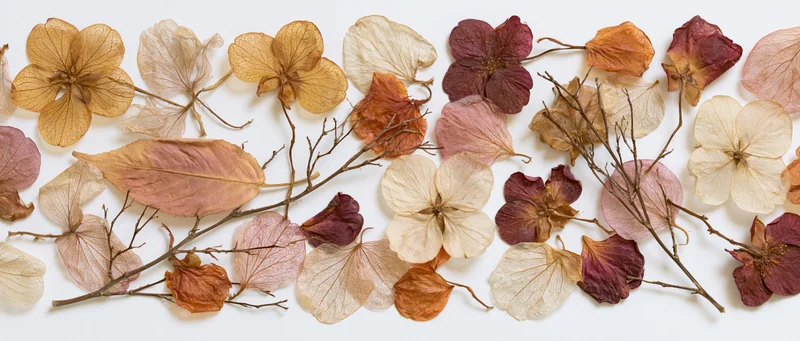 Pressed dried botanical flowers and leaves arranged in a flat lay on white background