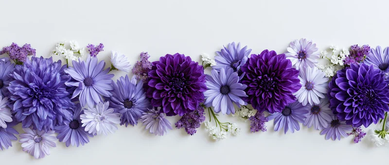 Flat lay of purple dahlias and lavender daisies arranged in a row on a white surface