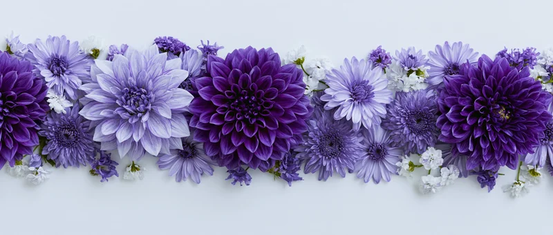 Flat lay of purple dahlias and lavender daisies arranged in a row on white background