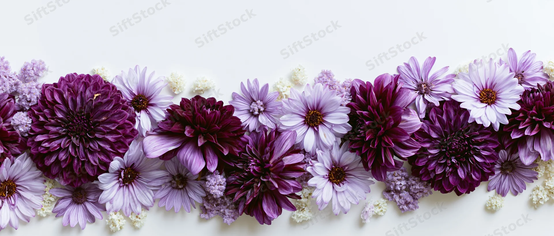 Flat lay of purple dahlias and lavender daisies arranged in a row on white background