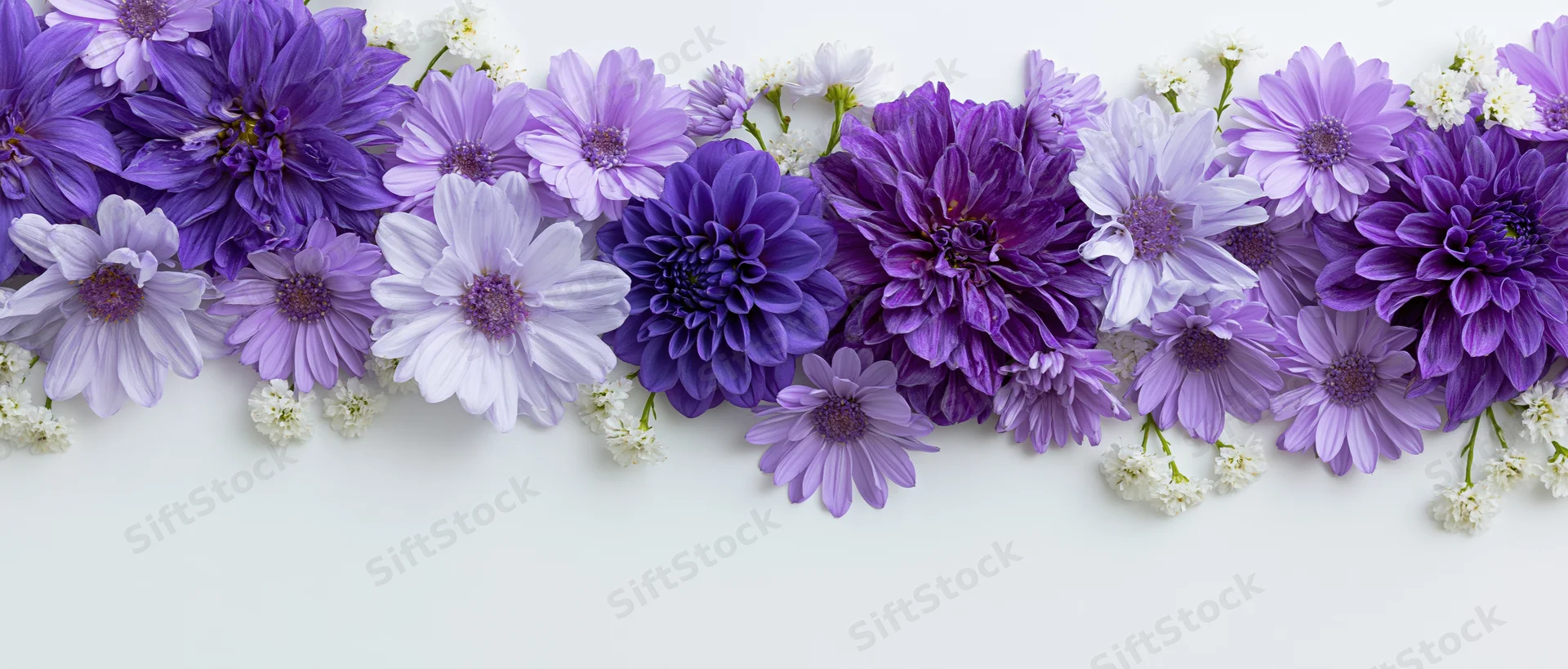 Flat lay of purple dahlias and lavender daisies arranged in a row on white background with copyspace below