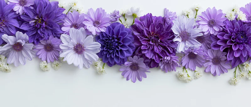 Flat lay of purple dahlias and lavender daisies arranged in a row on white background with copyspace below