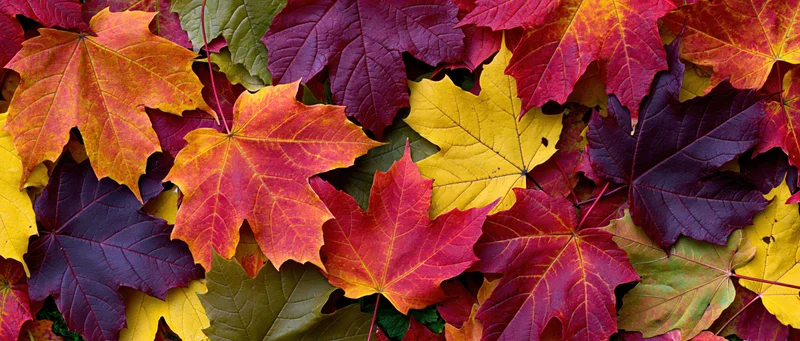 Dense layer of colorful maple leaves covering the ground in autumn