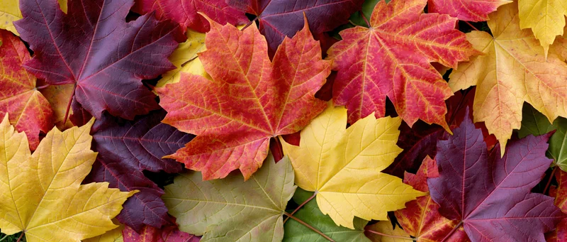 Flat lay of colorful maple leaves densely arranged on ground surface