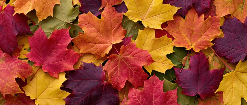 Flat lay of colorful autumn maple leaves densely covering the ground
