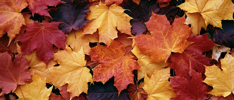 Dense arrangement of fallen maple leaves in autumn colors covering the ground