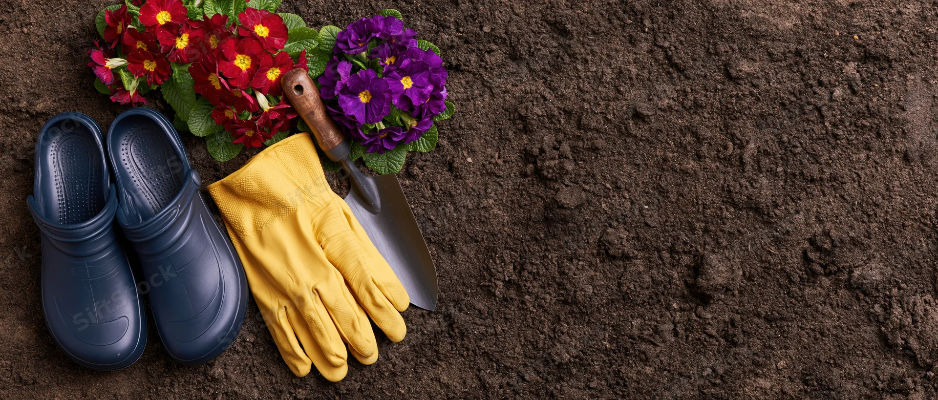 Gardening tools and colorful primroses arranged on dark soil with copyspace