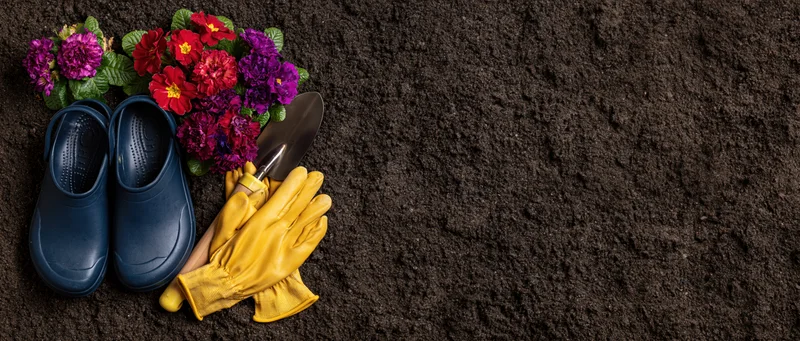 Gardening tools and colorful flowers arranged on dark rich soil with copyspace