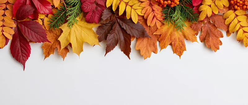 Autumn leaves arranged along the top edge of a white surface with copyspace below
