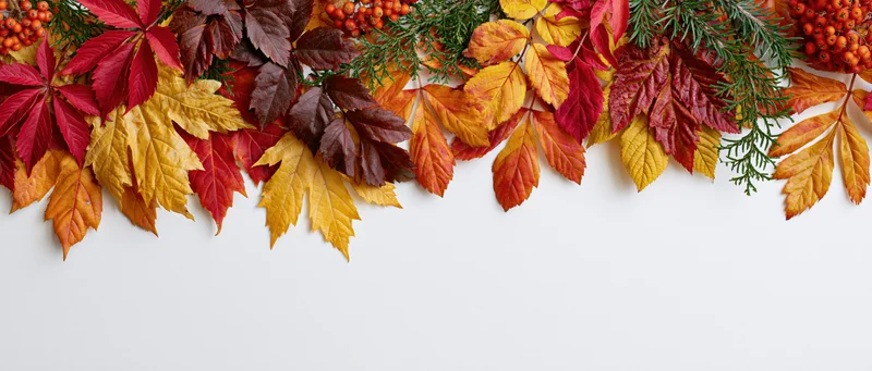Autumn leaves and berries arranged in a row along the top edge of a white surface