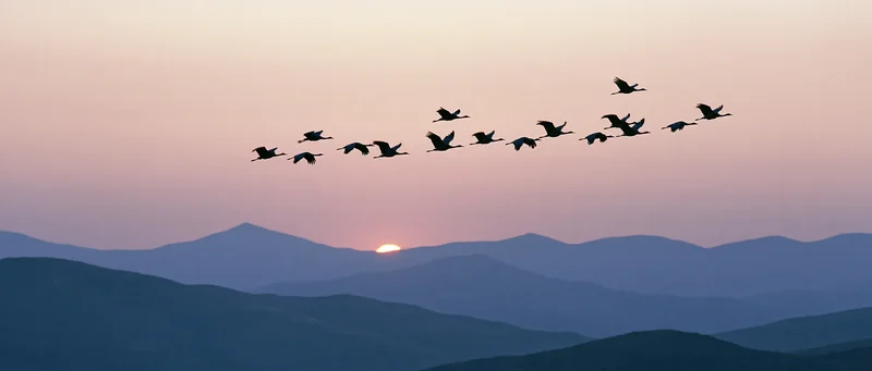 Flock of cranes flying in loose formation silhouetted against layered mountains at sunset
