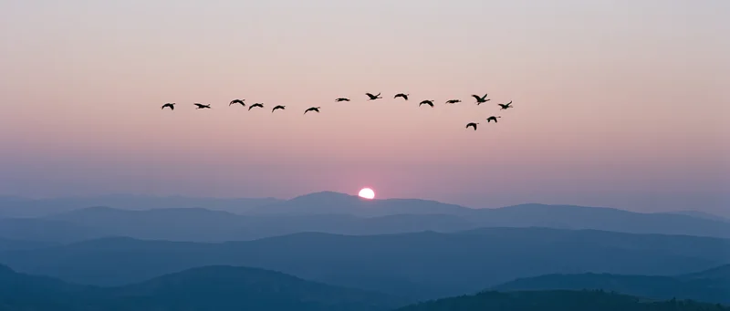 Flock of cranes flying in loose formation silhouetted against a sunset over layered mountains