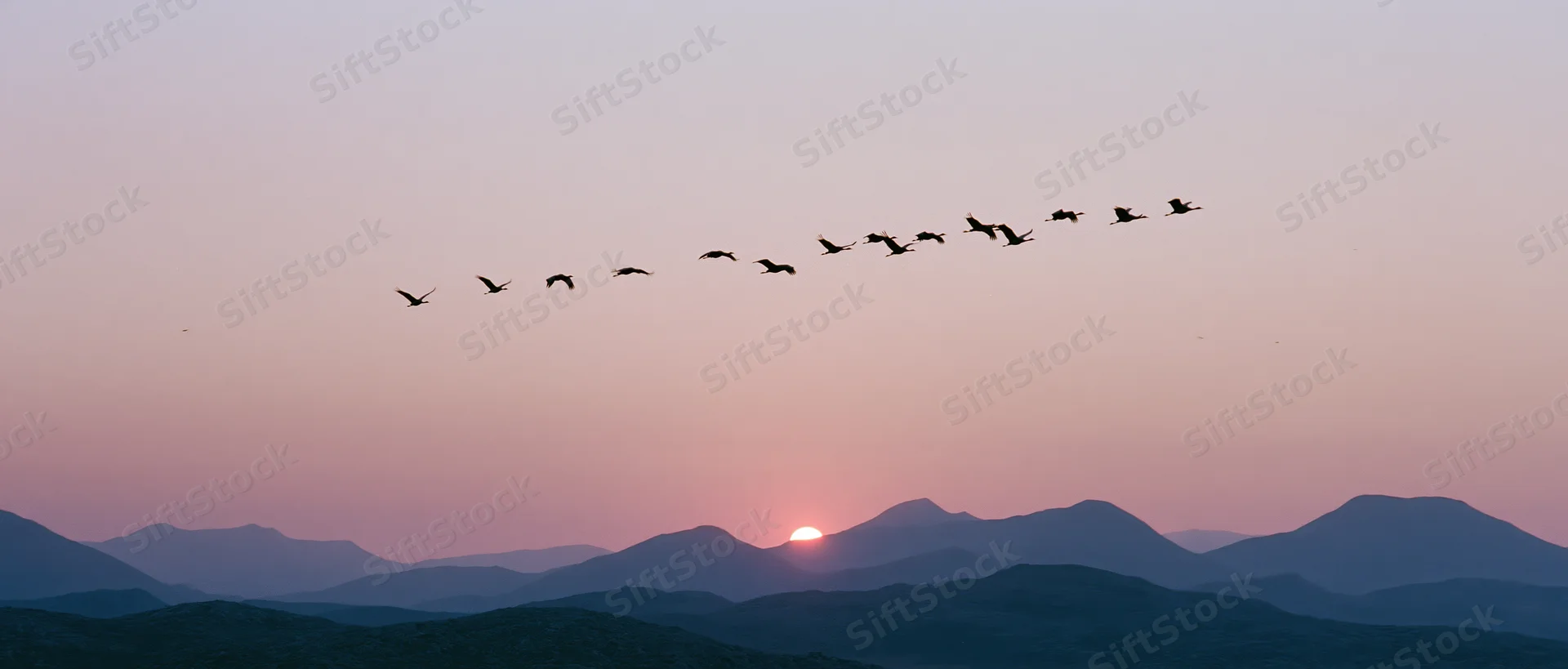Flock of cranes flying in loose formation silhouetted against a mountain range at sunset