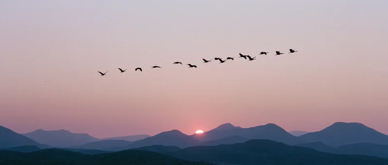 Flock of cranes flying in loose formation silhouetted against a mountain range at sunset