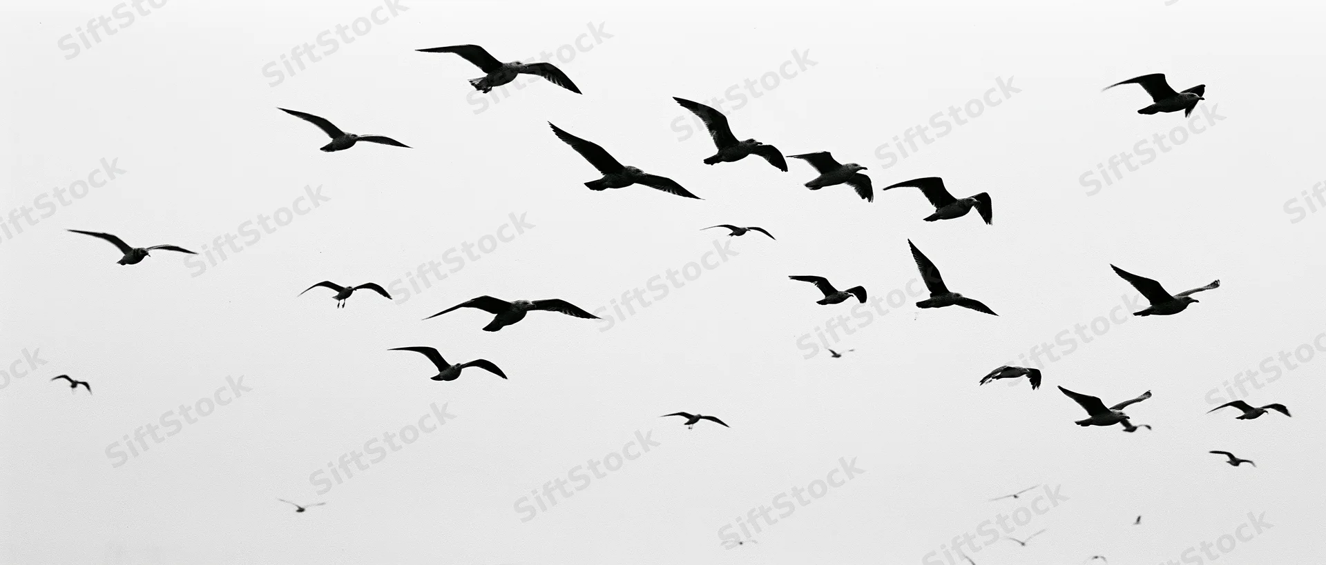 Flock of seagulls in mid-flight against overcast sky
