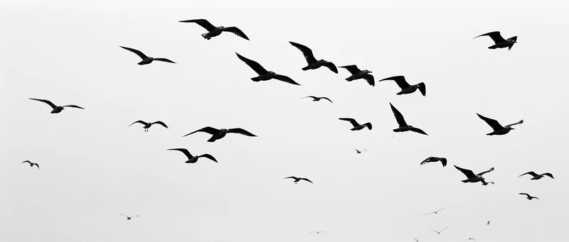 Flock of seagulls in mid-flight against overcast sky