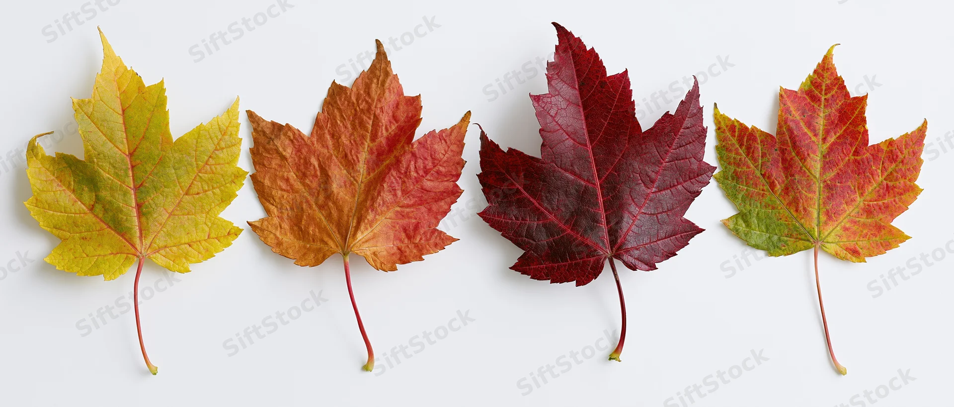 Four maple leaves in autumn colors arranged in a row on white background