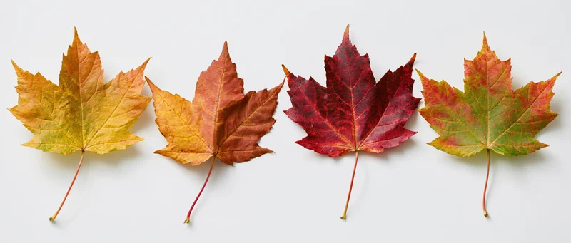 Four maple leaves in autumn colors arranged in a row on white background