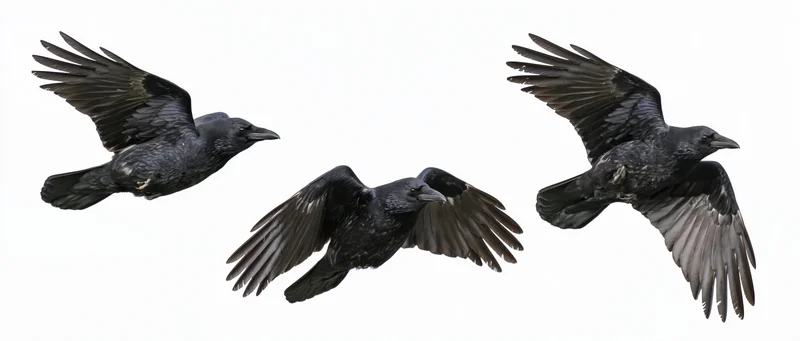 Three crows in mid-flight with wings fully spread against white background