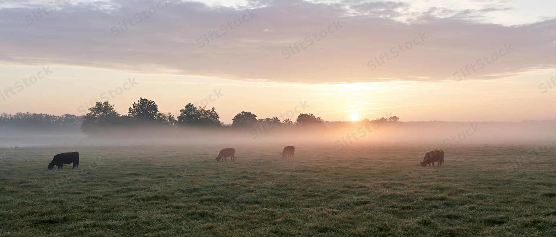 Cows grazing in a misty pasture at sunrise